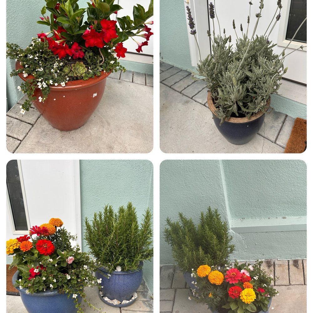 Lucky Plants - Nurseries & Gardening Near Me - Hermosa Beach, California Lucky Plants - Nurseries & Gardening Near Me - Hermosa Beach, California