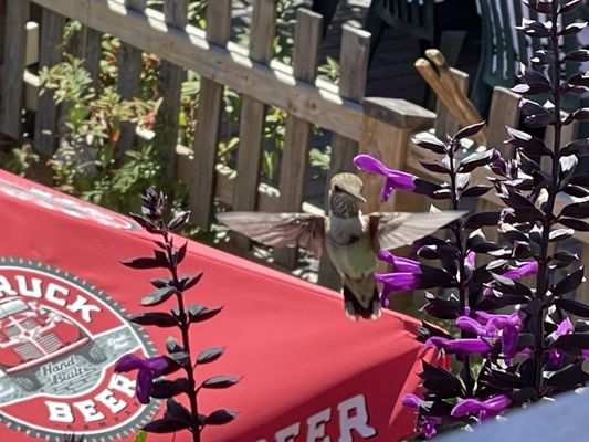 Union Steamship Marine Resort by null