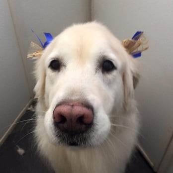 Bark Now - Callie shows off her bows! - Pet Groomers Near Me - Concord, New Hampshire