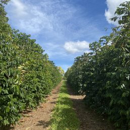 a dirt path between rows of trees