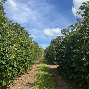 Kau Coffee - a dirt path between rows of trees - Coffee & Tea Near Me - Pahala, Hawaii