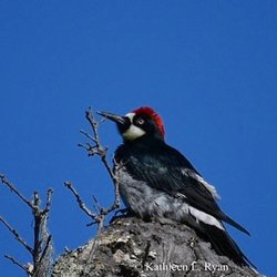 George Washington Park - Male, Acorn Woodpecker - (Melanerpes formicivorus) George Washington Park, Pacific Grove, CA. Photo © Kathleen L. Ryan