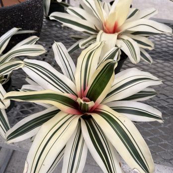 Rainforest Flora - Bromeliad - Nurseries & Gardening Near Me - Torrance, California Rainforest Flora - Bromeliad - Nurseries & Gardening Near Me - Torrance, California