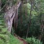 Photo of Hawaiian Hiking Company