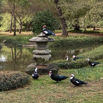 Japanese Garden - Botanical Gardens Near Me - Houston, Texas