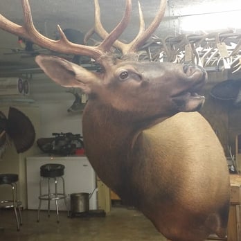 Christopher's Taxidermy - Elk - Photography Stores & Services Near Me