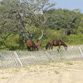 Back Country Safari Tours - Spanish mustangs - Historical Tours Near Me - Corolla, North Carolina Back Country Safari Tours - Spanish mustangs - Historical Tours Near Me - Corolla, North Carolina