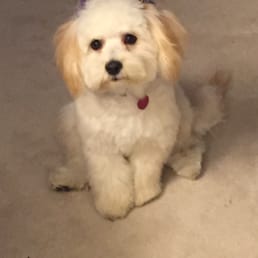 Toffee after her first grooming.  We loved it!