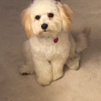 Mickee's Pet Grooming - Toffee after her first grooming.  We loved it! - Pet Groomers Near Me - Benicia, California
