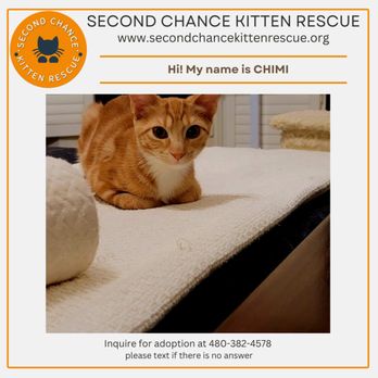 Second Chance Kitten Rescue - Animal Shelters Near Me