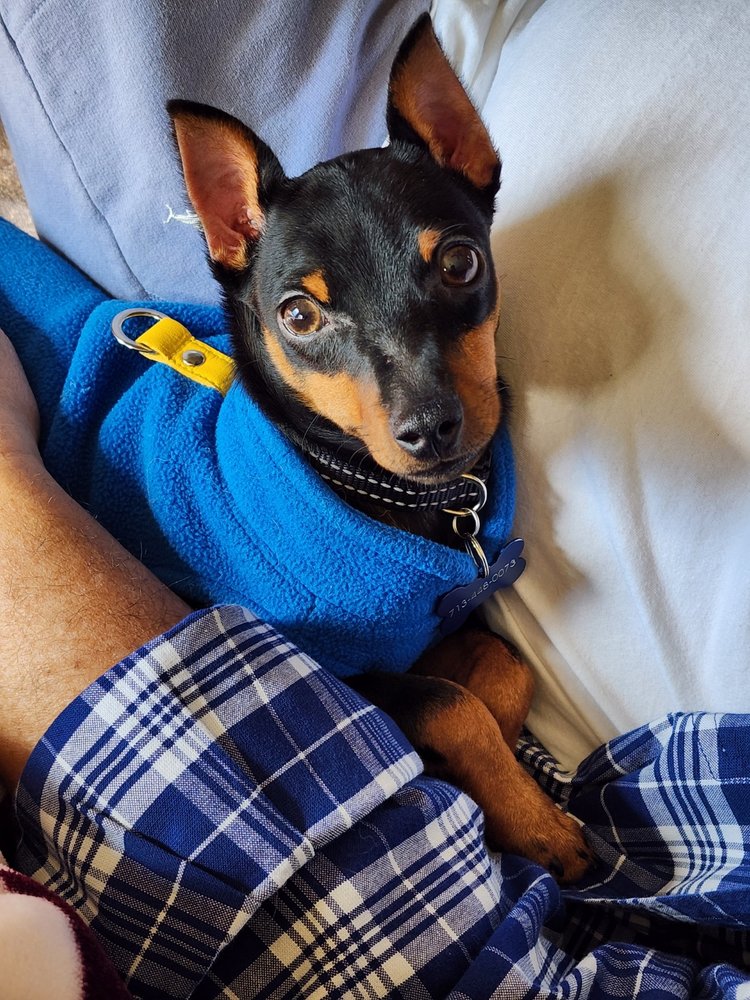 Paradise Fish and Pets - reptile breeding in Humble, TX