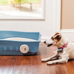 Invisible Fence - Yes....we can solve the litter box "snacking"!