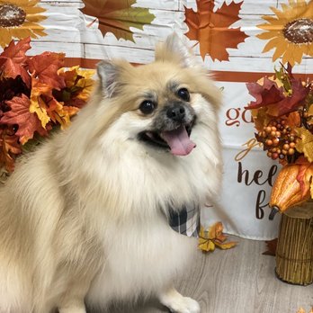 Spa Dogz - Maxwell - Pet Groomers Near Me - New Canaan , Connecticut