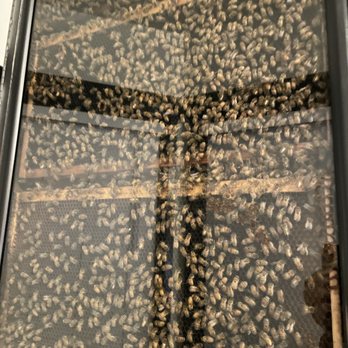 The Hive - Cool vibe. Live bees on display, not too active at night. - Desserts Near Me - Orland, California The Hive - Cool vibe. Live bees on display, not too active at night. - Desserts Near Me - Orland, California
