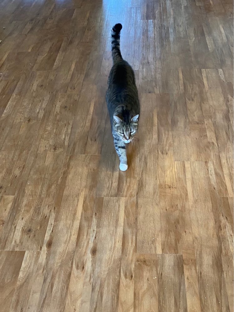 FLOORING DIRECT KONA Updated October 2024 745606 Pawai Pl, Kailua