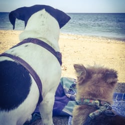 Playa Macenas - Mis perros disfrutando de la playa