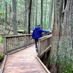 Trail of the Cedars & Avalanche Lake