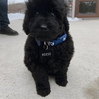 Paris Puppies Paradise - Pet Breeders Near Me - Ogden, Iowa