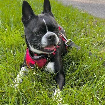 Fetch! Pet Care - Dog Walkers Near Me - Rockville, Maryland