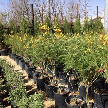 Agave Garden - a variety of potted plants - Nurseries & Gardening Near Me - Midland, Texas Agave Garden - a variety of potted plants - Nurseries & Gardening Near Me - Midland, Texas