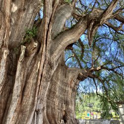 Árbol del Tule