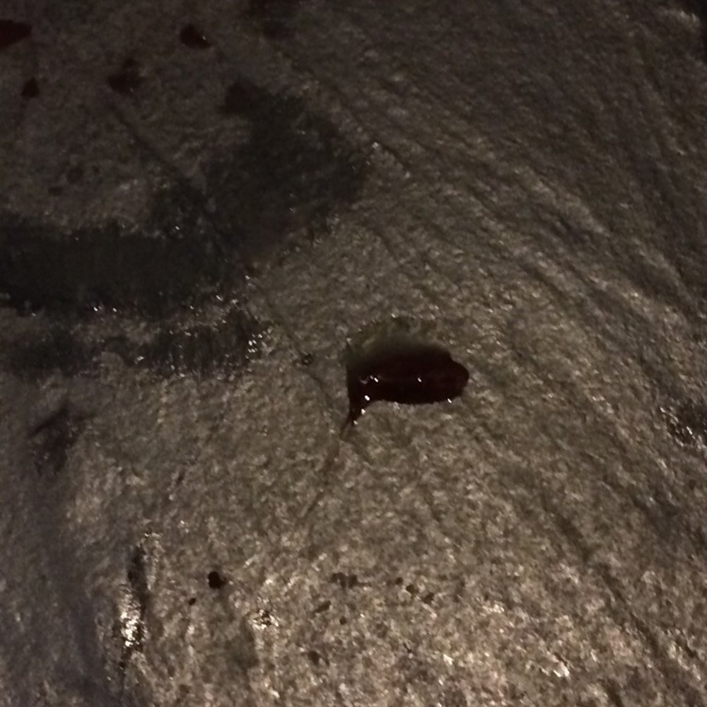 Durty Nellie’s - Large blood drop on women's bathroom floor - Music Venues Near Me - Palatine, Illinois Durty Nellie’s - Large blood drop on women's bathroom floor - Music Venues Near Me - Palatine, Illinois