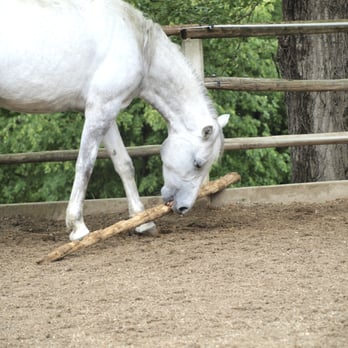 Bundesgestüt Piber - Aufräumarbeiten im Außenpaddock - Pets Near Me - Köflach, 6