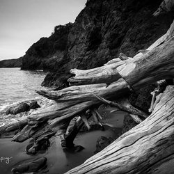 The Gallery of Ocean Shores - Lumpy Poole