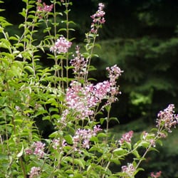 Kleingarten - Der Naturgarten