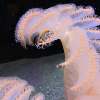 Seattle Aquarium - Aquariums Near Me - Seattle, Washington Seattle Aquarium - Aquariums Near Me - Seattle, Washington
