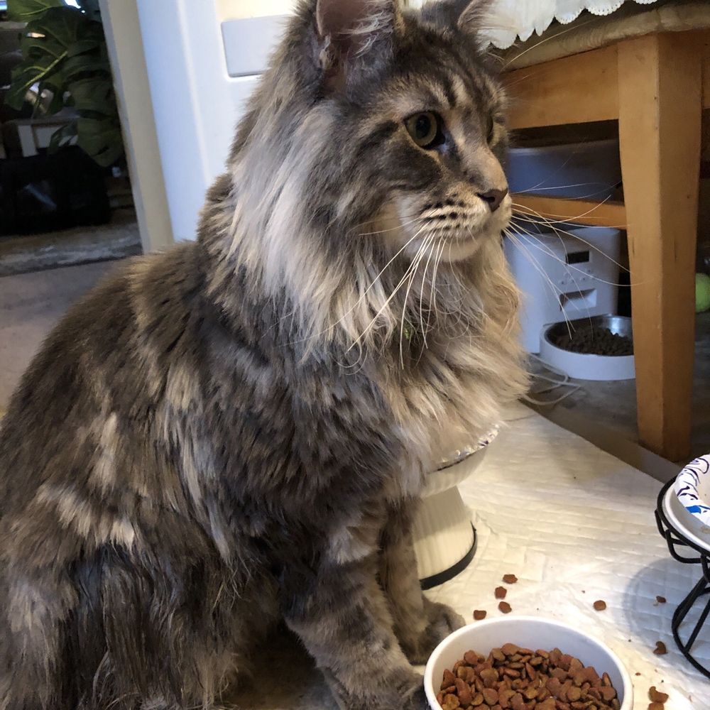 THE BEST 10 PET STORES in EDISON NJ Updated 2025 Hours Yelp