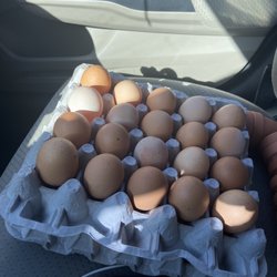 GB Egg Farm