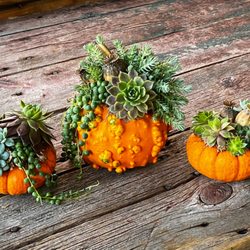 Succulent pumpkins made daily mid Sept through Thanksgiving. They make wonderful table arrangements and are VERY long lasting!