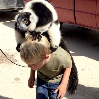 Conservation Ambassadors - Zoo to You - Bakari the lemur playing with all of us! - Zoos Near Me - Paso Robles, California Conservation Ambassadors - Zoo to You - Bakari the lemur playing with all of us! - Zoos Near Me - Paso Robles, California