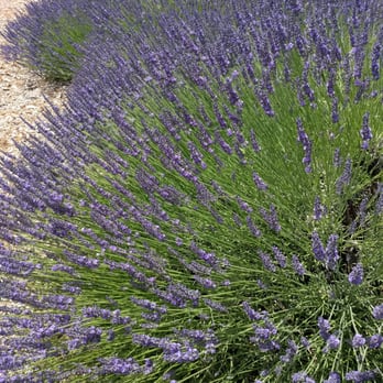 Lavender by the Bay - Pick Your Own Farms Near Me - East Marion, New York Lavender by the Bay - Pick Your Own Farms Near Me - East Marion, New York