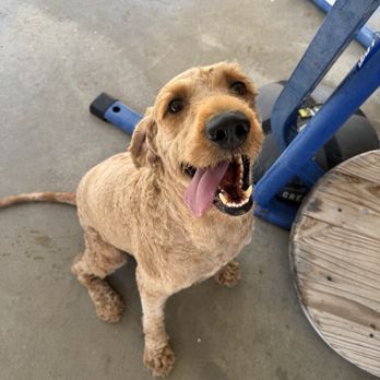 A&M Mobile Dog Grooming - Mr Churro clean with a fresh cut - Pet Groomers Near Me A&M Mobile Dog Grooming - Mr Churro clean with a fresh cut - Pet Groomers Near Me