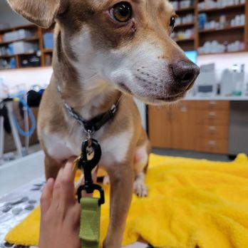 VEG ER for Pets - I got to stay with my boy the whole time. - Emergency Pet Hospital Near Me - Dallas, Texas