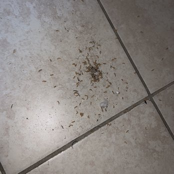 AMH - Maggots - Property Management Near Me - Tampa, Florida