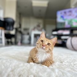 Orange County Animal Services
