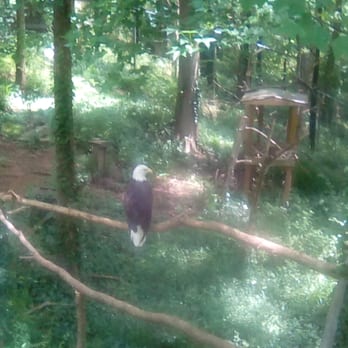Zoo-Bear Hollow Wildlife Trail - Bald Eagle - Zoos Near Me - Athens, Georgia