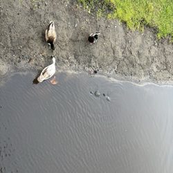 News Journal Center - Feeding the ducks and turtles
