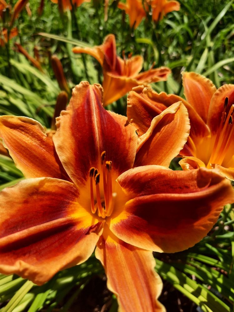 Lenington Gardens - wedding in Kansas City, MO