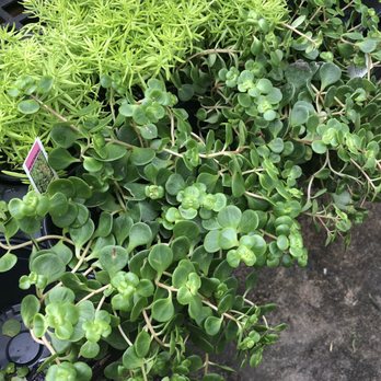 Bloom Garden Shop - gorgeous sedum! only 3.50 for a 4 inch plant - Nurseries & Gardening Near Me - Tampa, Florida