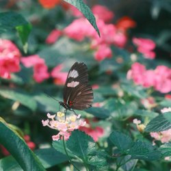 The Butterfly Place