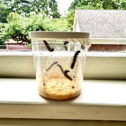 Chestnut Montessori School - Summer activities