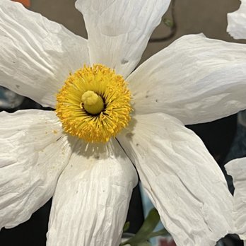 San Diego County Fair - Flower show - Festivals Near Me - Del Mar, California