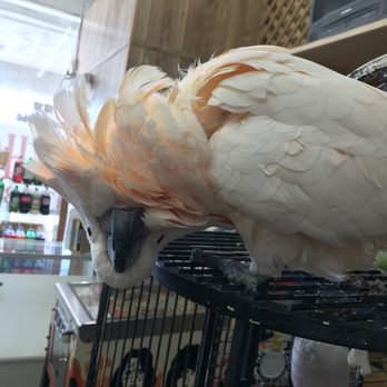 Wholesale Liquors - a cockatoo in a cage - Beer, Wine & Spirits Near Me - Charleston, South Carolina