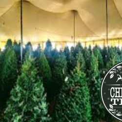 Buckelew Christmas Trees