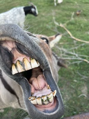 Ki's Steak & Seafood Restaurant by null