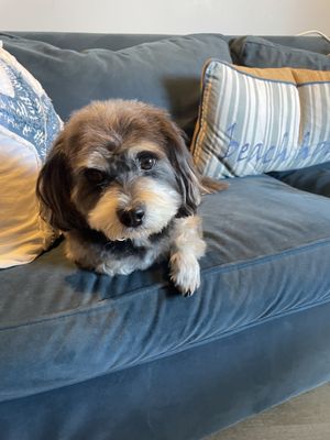 Lucky's Pet Care by null